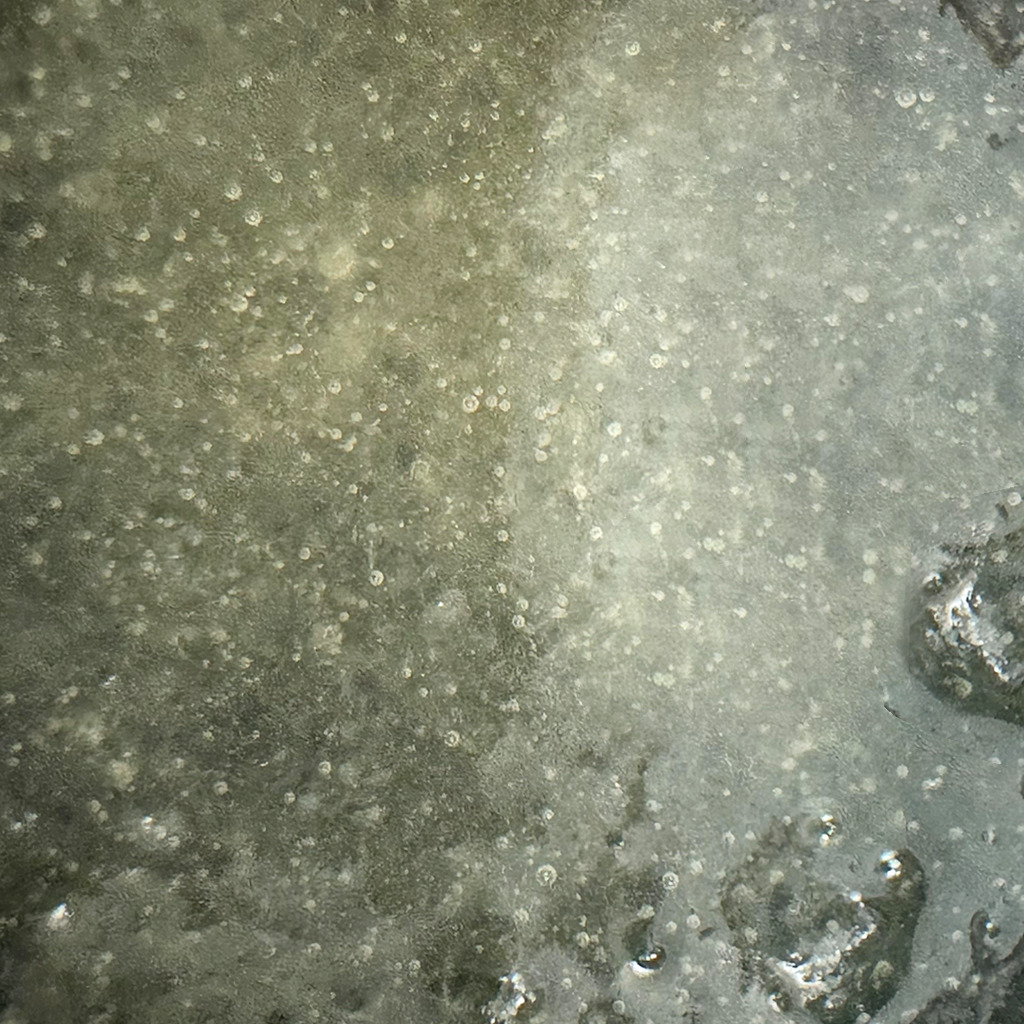 1G AMNESIA LEMON SUGAR/bho