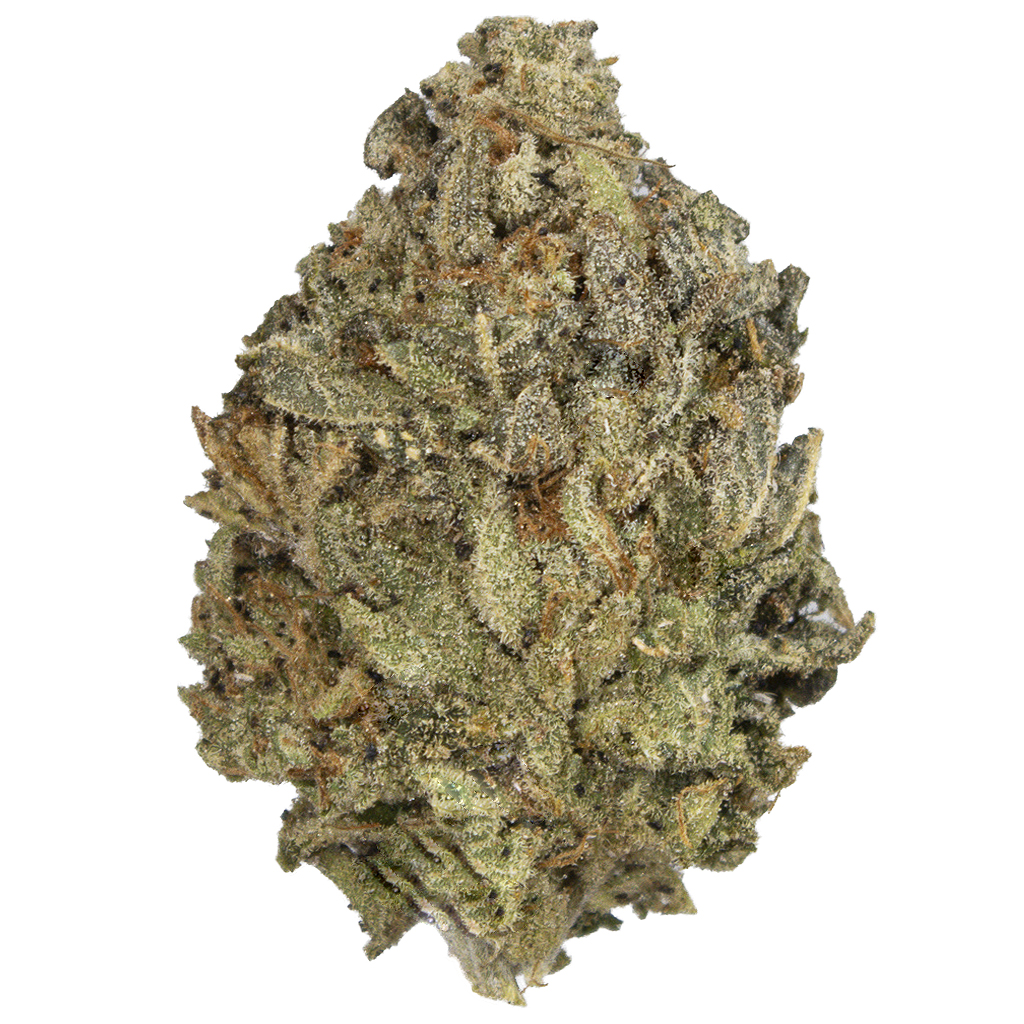 GUARANA indoor Ago'25