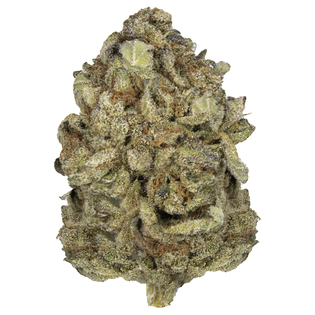 GORILLA RAINBOW indoor Ago'25