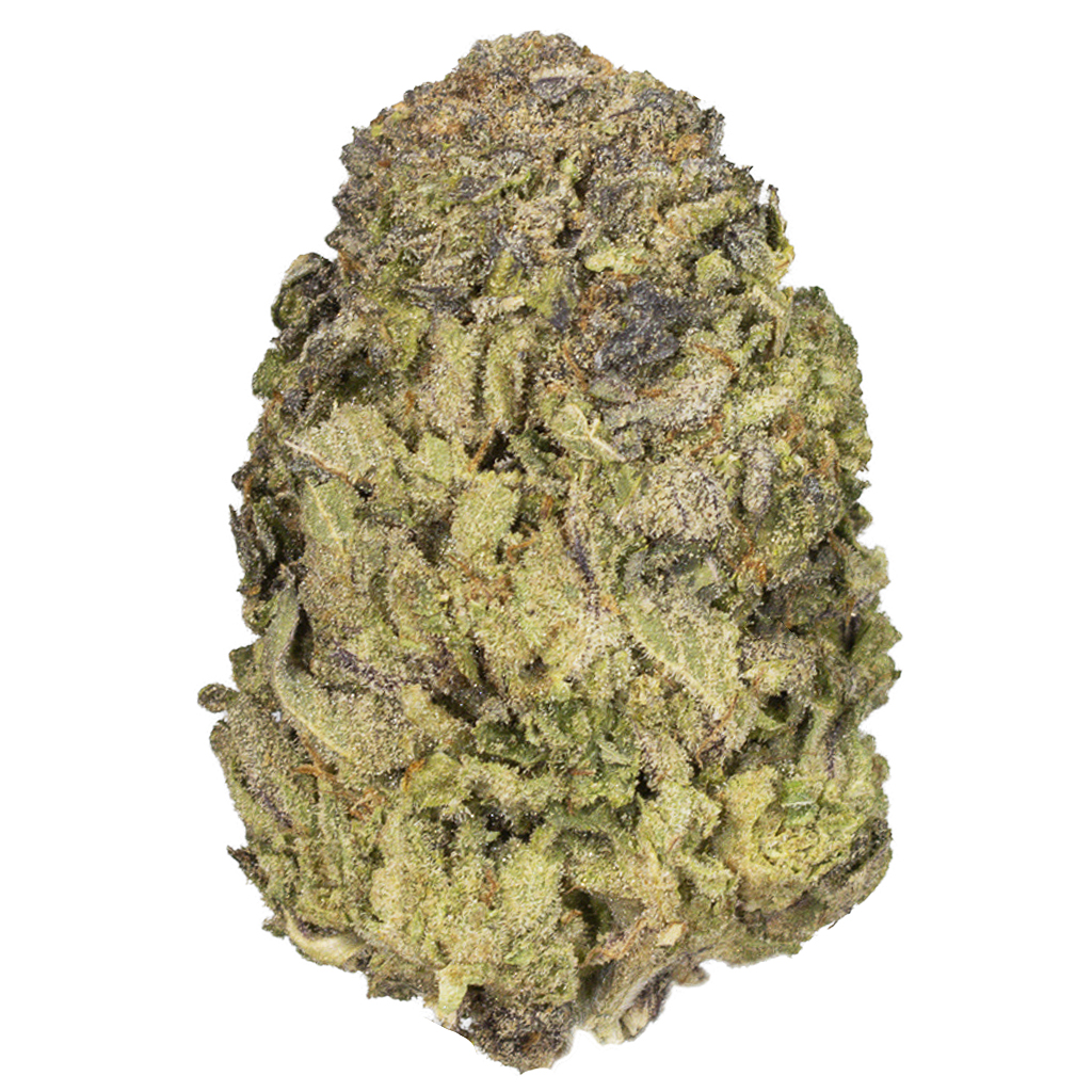 TOO MUCH X BBO indoor Sept'25