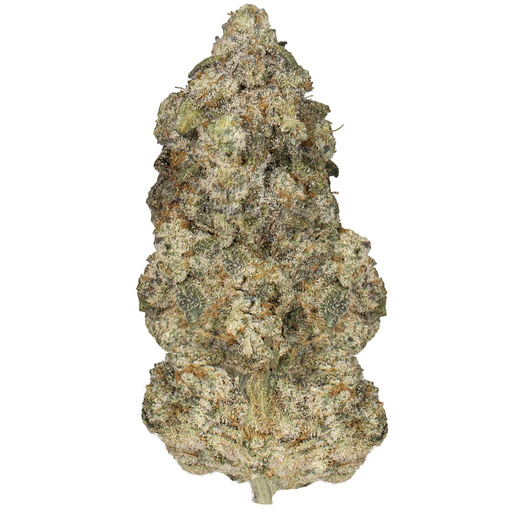 APPLE JAX indoor Sept'25