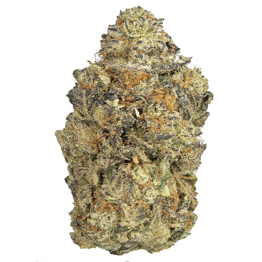 CHERRY GODDESS indoor Nov'25