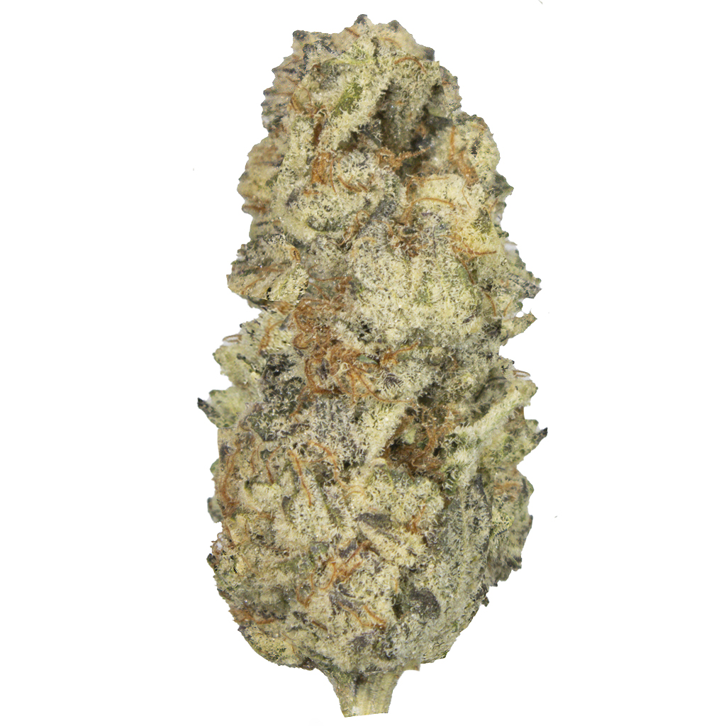 WHITE TRUFFLE indoor Nov'25