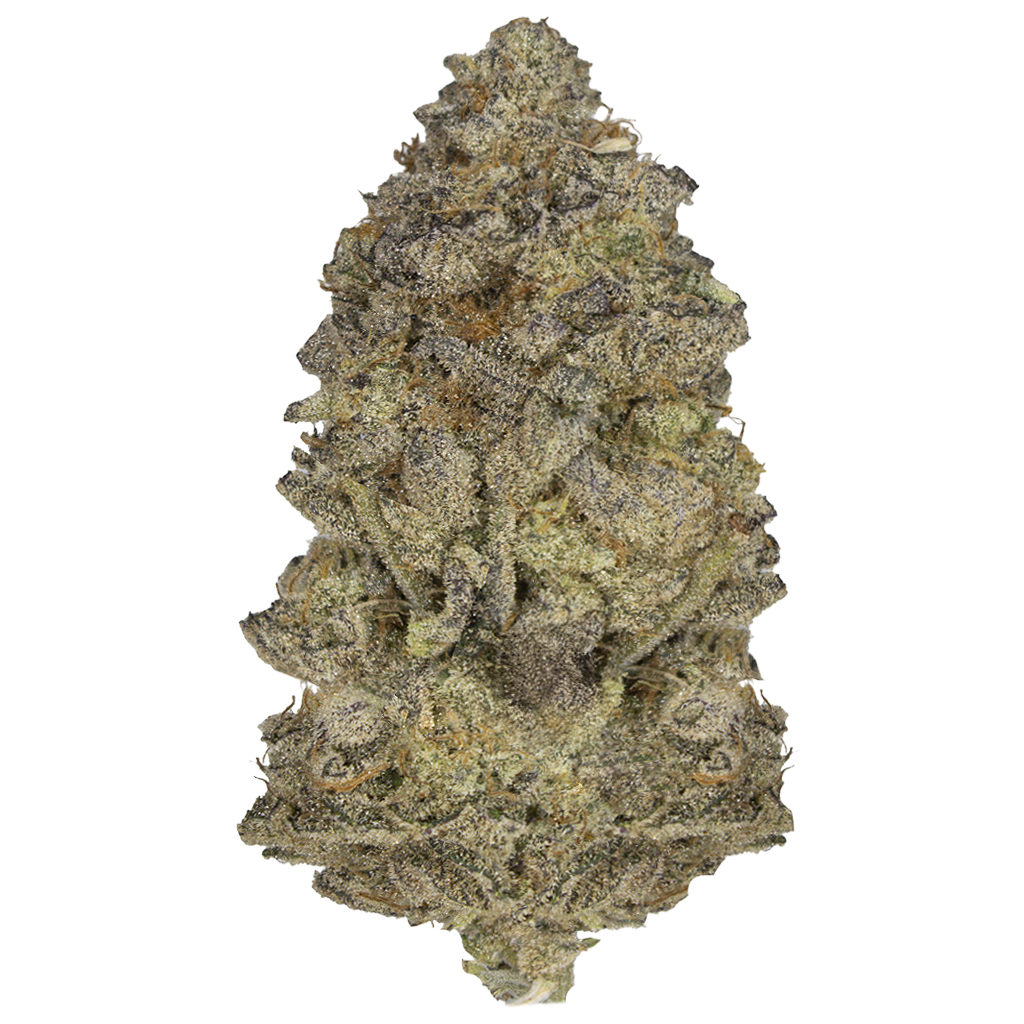 APPLE FRITTER indoor Ene'26