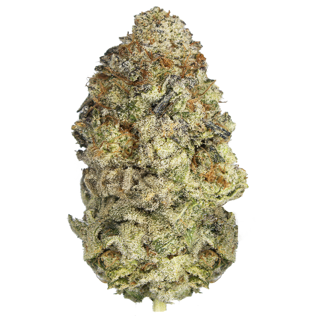 COLIN OG indoor Ene'26