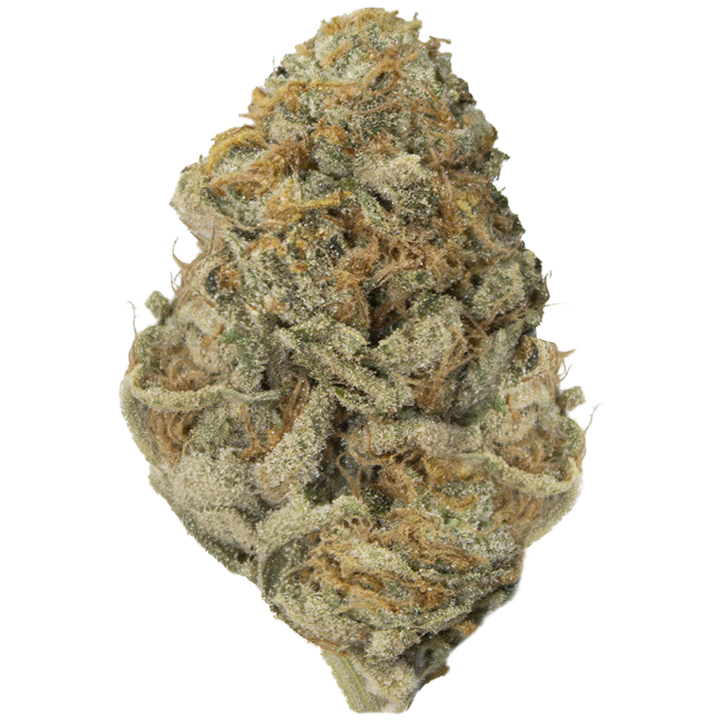 SORBET DREAMS indoor Feb'26