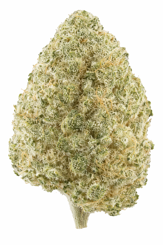 MEXICAN SATIVA indoor Feb'26