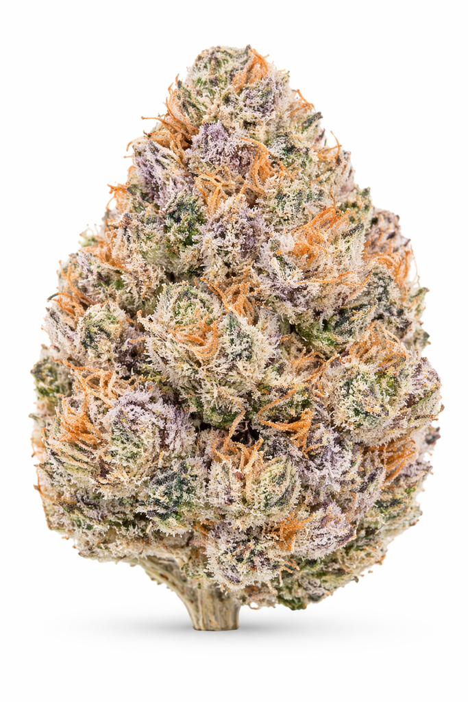 BUBBLEGUM ZKITTLEZ indoor Feb'26