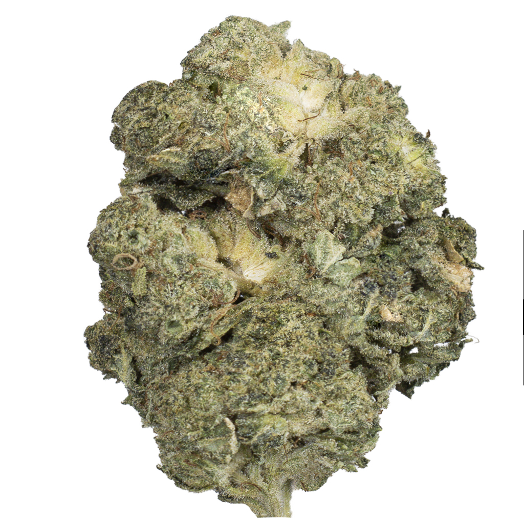 LIBERTY HAZE indoor Mar'26