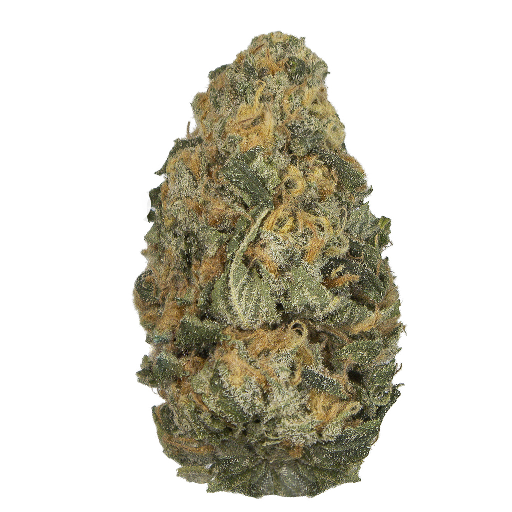 GELATO indoor May'26