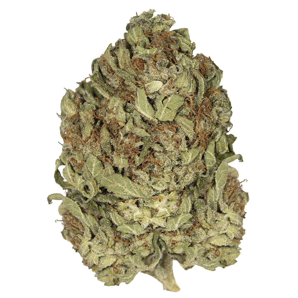 CRITICAL JACK indoor Jun'26