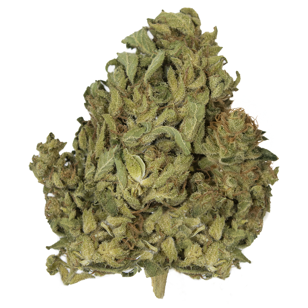 AMNESIA HAZE indoor Jun'26