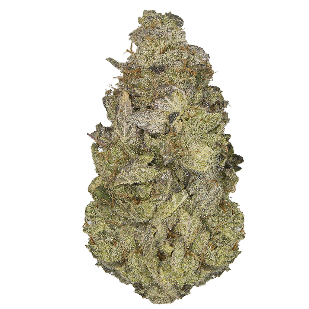 SUPER LEMON HAZE indoor Ago'26