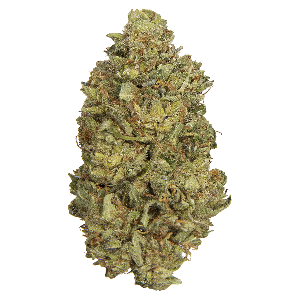 GORILLA RAINBOW indoor Ago'26
