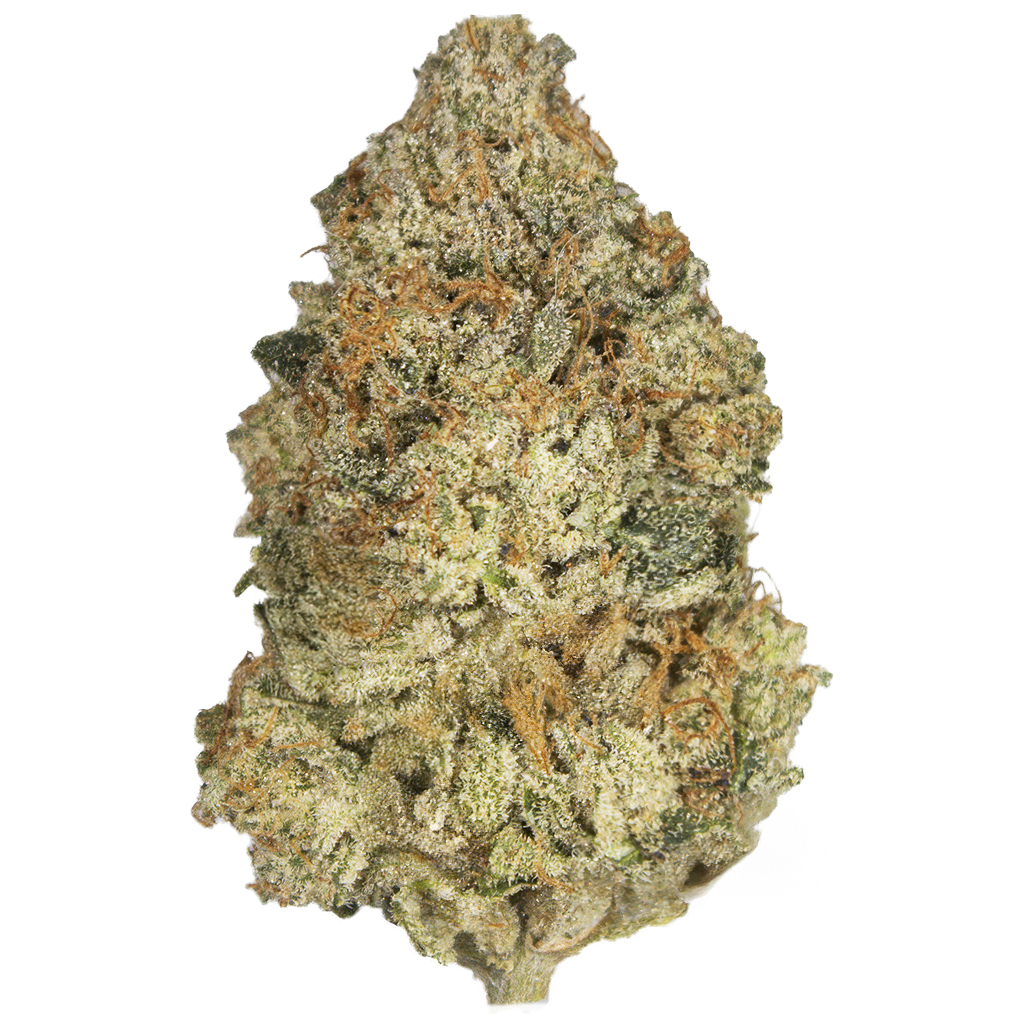COTTON CANDY indoor Sept'26