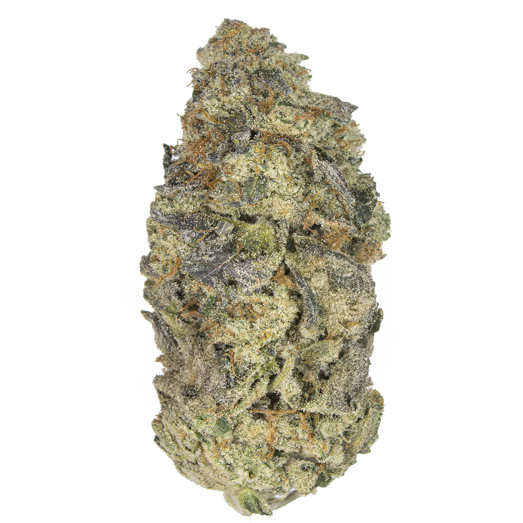 CHOCOLOPE 256 indoor Jul'25 (c/Trips)