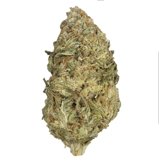 [GMOXMT/SE2510] GMO X MAI THAI indoor Dic'25