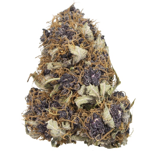 [RM/PPUNCH/A2602] PURPLE PUNCH indoor Ene'26