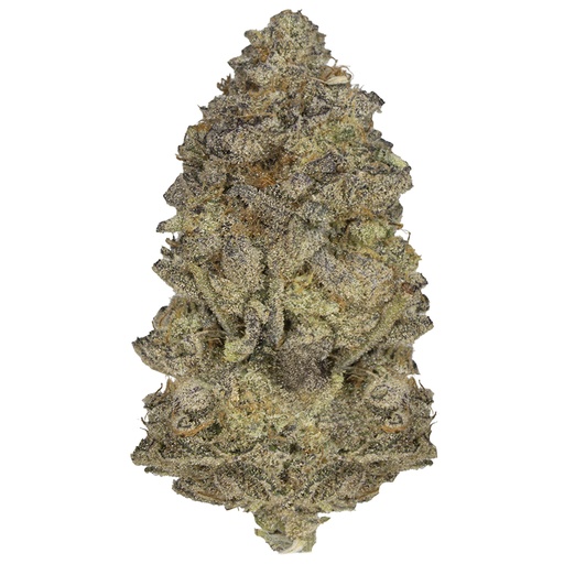 [RM/AFRIT/MG2601] APPLE FRITTER indoor Ene'26