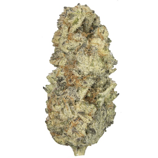 [RM/WTRU/SE2602] WHITE TRUFFLE indoor Feb'26