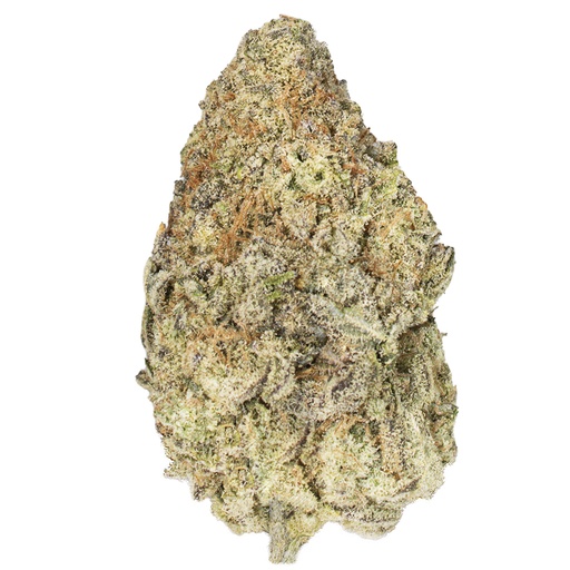 [RM/CSUN/SE2602] CITRADELIC SUNSET indoor Feb'26