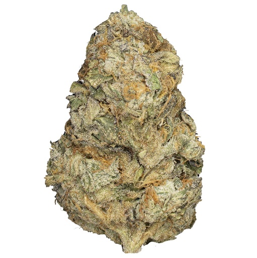 [RM/ORANGEPP/SE2602] ORANGE PUSH POP indoor Feb'26