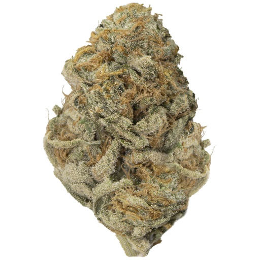 [RM/SORBETD/AN2601] SORBET DREAMS indoor Ene'26