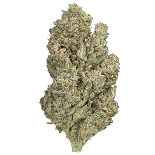 [RM/MDICK/MC2603] MOBY DICK indoor Mar'26