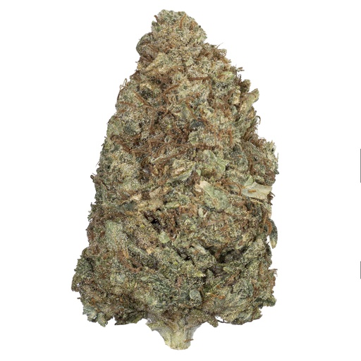 [RM/CHOCOK/MC2603] CHOCOLATE KUSH indoor Mar'26